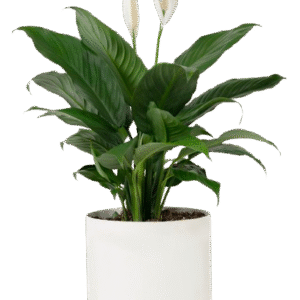 Plant 1