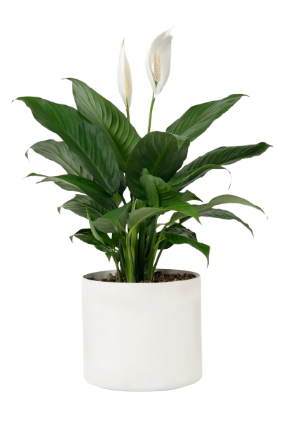 Plant 1
