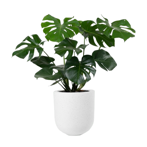 Plant 4